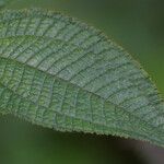 Miconia crenata ഇല