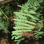 Prosopis juliflora Leaf