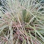 Carex ornithopodaLeaf