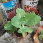 Kalanchoe daigremontiana ഇല