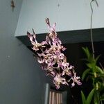 Dendrobium antennatum Blomst