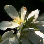 Amelanchier cusickii Blüte