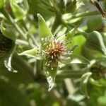 Rubus apetalus Blomst