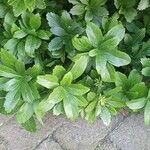 Pachysandra terminalisبرگ