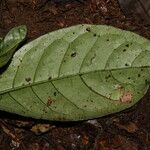 Psychotria satabiei Leaf