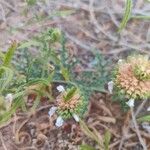 Leucas cephalotes Flower