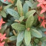 Ixora chinensis برگ