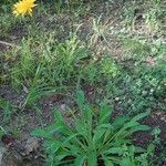 Reichardia picroides Tervik taim