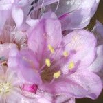 Armeria pungens Çiçek