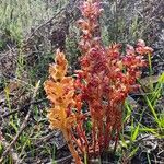 Orobanche minor Blatt