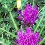 Cirsium acaule Liść