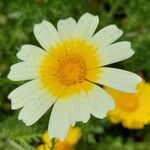 Chrysanthemum coronarium 花