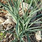 Allium longispathum Blad