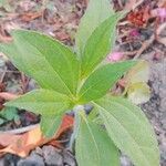 Helianthus tuberosusBlad