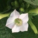 Nicotiana tabacumBloem