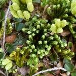Diphasiastrum alpinum Likasa