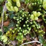 Lycopodium alpinum Лист