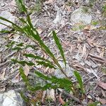 Conospermum longifolium Hoja