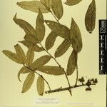 Zanthoxylum oxyphyllum Altro