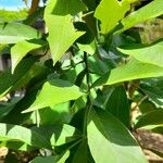 Clitoria fairchildiana Leaf