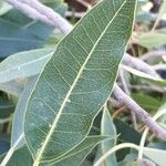 Ficus cordata Hoja