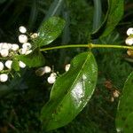 Chiococca alba Fruit