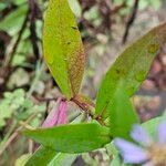 Symphyotrichum novi-belgii Blatt