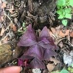 Oxalis triangularis A. St.-Hil. Лист