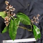 Ardisia standleyana Otro