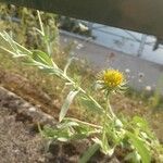 Gaillardia pulchellaFlor