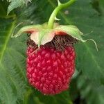 Rubus illecebrosus Фрукт