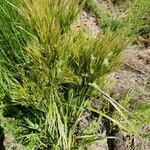 Andropogon bicornis Leaf