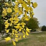 Laburnum anagyroidesFlor