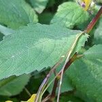 Impatiens noli-tangere Blatt