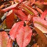 Oxydendrum arboreum 叶