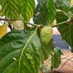 Morinda citrifoliaFruct