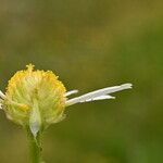 Anthemis arvensis Blüte