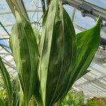 Stanhopea tigrina Leaf