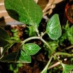 Capsicum pubescens Hoja