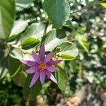 Grewia occidentalis Flower