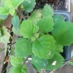 Plectranthus ernstii 葉