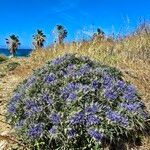 Cardopatium corymbosum Flor