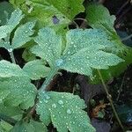 Papaver cambricum ഇല