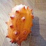 Cucumis metulifer Fruto