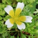Limnanthes douglasii Blüte