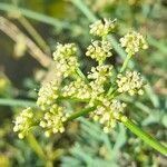 Crithmum maritimum 花