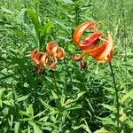 Lilium michiganense Alkat (teljes növény)