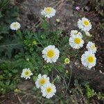 Tanacetum parthenium Hábito