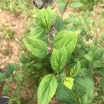 Rhamnus cathartica 叶