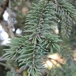 Picea asperata Feuille